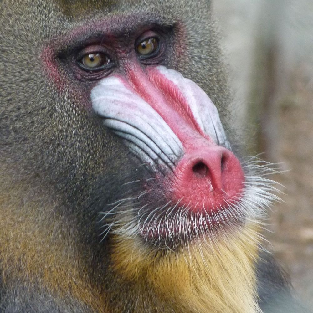 A quoi pense Mulder ?